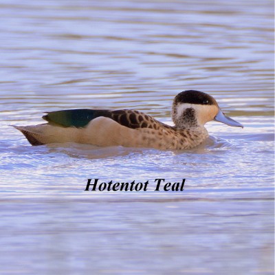 Hotentot Teal